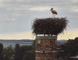 Storch in Wittgensdorf